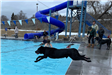 Doggie Swim - February 23, 2019 Black Lab Jumping into Pool
