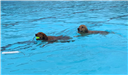 Doggie Swim - February 23, 2019 Happy Pups 2