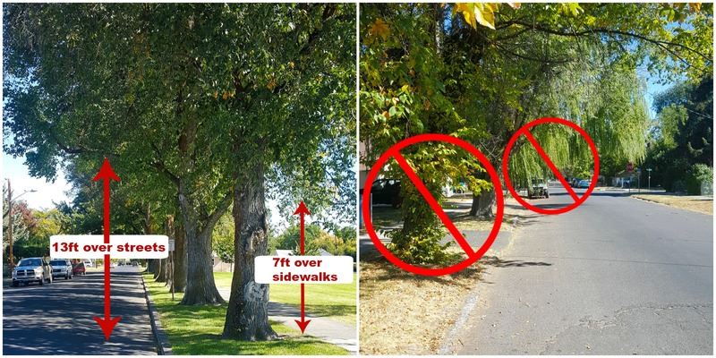Examples of proper and improper tree maintenance (JPG) Opens in new window